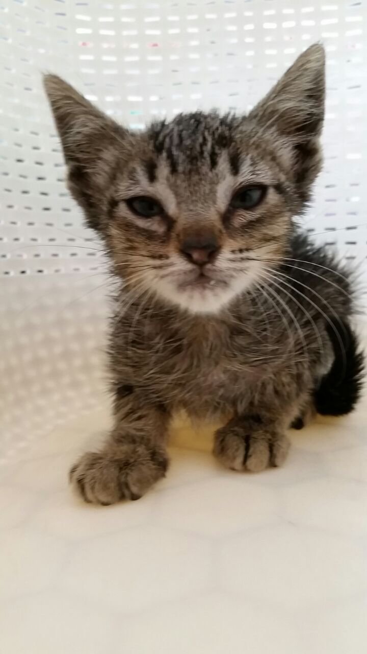 Imagen de un gato recién salido de la ducha